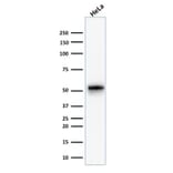 Western Blot - Anti-Cytokeratin 7 Antibody [KRT7/1499R] - BSA and Azide free (A252323) - Antibodies.com