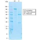 SDS-PAGE - Anti-Cytokeratin 7 Antibody [KRT7/1499R] - BSA and Azide free (A252323) - Antibodies.com