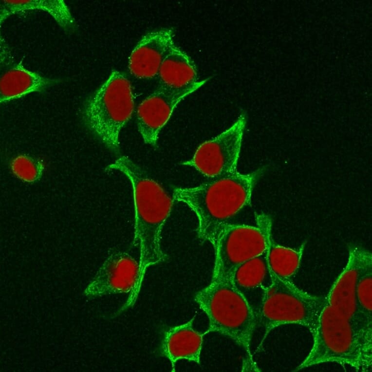 Immunofluorescence - Anti-Cytokeratin 8 Antibody [B22.1] - BSA and Azide free (A252324) - Antibodies.com