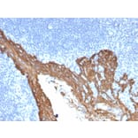 Immunohistochemistry - Anti-Cytokeratin 8 Antibody [KRT8/2115] - BSA and Azide free (A252325) - Antibodies.com