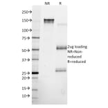 SDS-PAGE - Anti-Cytokeratin 8 Antibody [KRT8/2115] - BSA and Azide free (A252325) - Antibodies.com