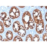 Immunohistochemistry - Anti-Cytokeratin 8 Antibody [rKRT8/4209] - BSA and Azide free (A252326) - Antibodies.com