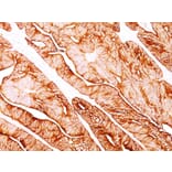 Immunohistochemistry - Anti-Cytokeratin 8 Antibody [H1] - BSA and Azide free (A252328) - Antibodies.com