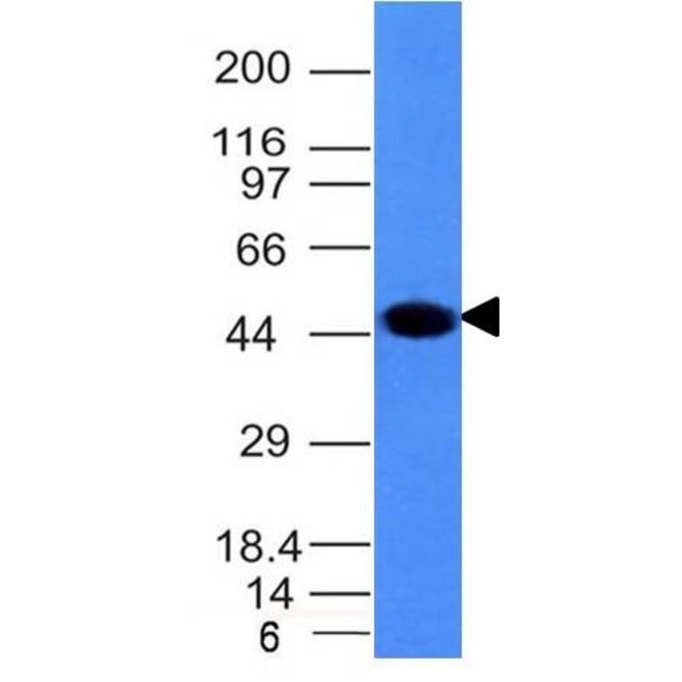 Western Blot - Anti-Cytokeratin 8 Antibody [H1] - BSA and Azide free (A252328) - Antibodies.com