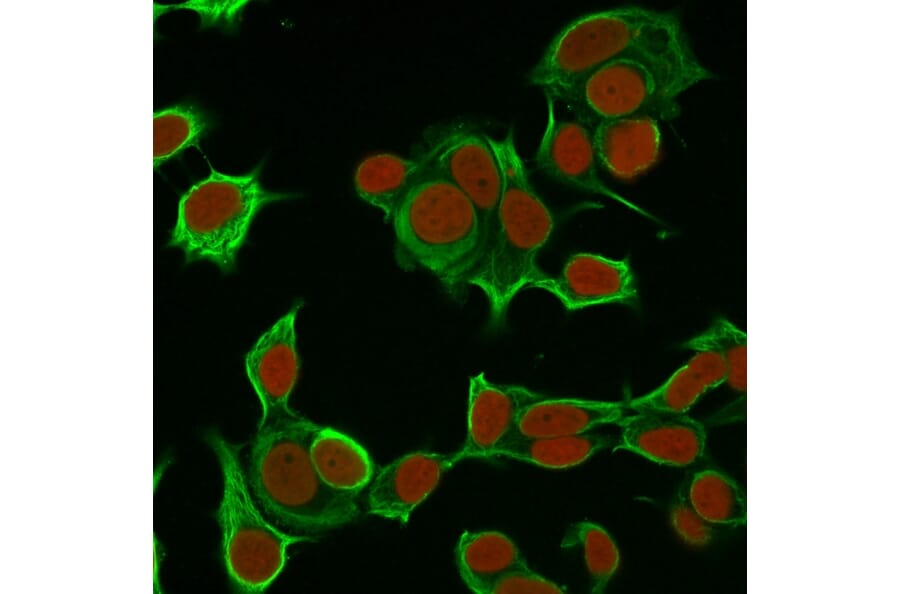 Immunofluorescence - Anti-Cytokeratin 8 Antibody [H1] - BSA and Azide free (A252328) - Antibodies.com
