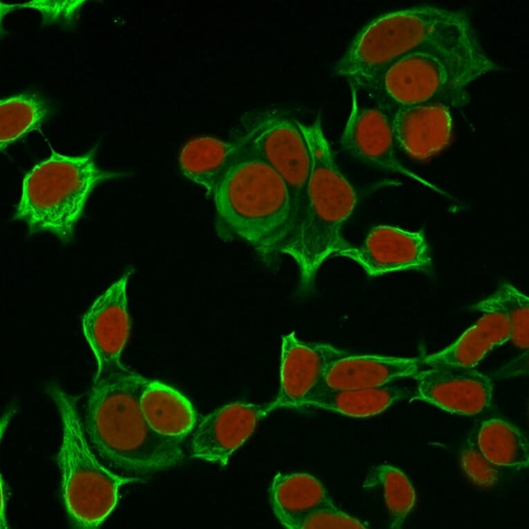 Immunofluorescence - Anti-Cytokeratin 8 Antibody [H1] - BSA and Azide free (A252328) - Antibodies.com