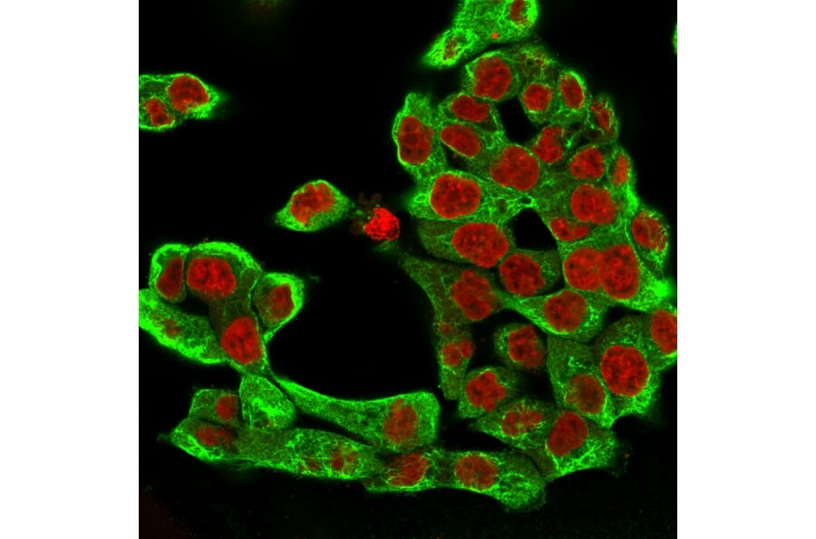 Immunofluorescence - Anti-Cytokeratin 8 Antibody [H1] - BSA and Azide free (A252328) - Antibodies.com