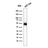 Western Blot - Anti-Cytokeratin 8 Antibody [H1] - BSA and Azide free (A252328) - Antibodies.com