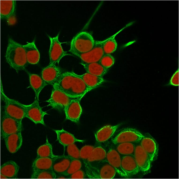 Immunofluorescence - Anti-Cytokeratin 8 Antibody [SPM538] - BSA and Azide free (A252329) - Antibodies.com