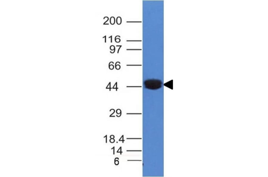 Western Blot - Anti-Cytokeratin 8 Antibody [K8/383] - BSA and Azide free (A252330) - Antibodies.com