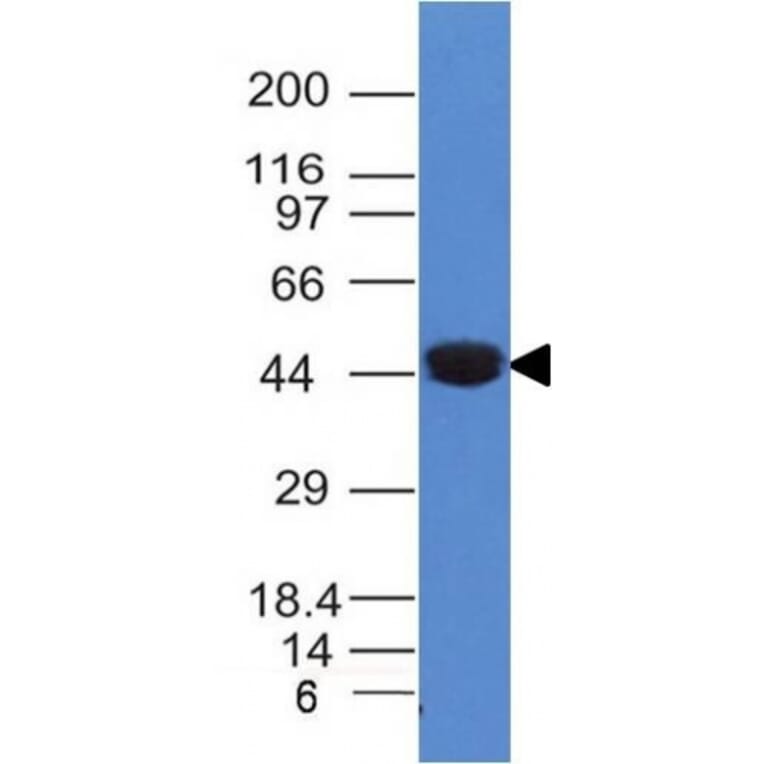 Western Blot - Anti-Cytokeratin 8 Antibody [K8/383] - BSA and Azide free (A252330) - Antibodies.com