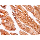 Immunohistochemistry - Anti-Cytokeratin 8 Antibody [K8/383] - BSA and Azide free (A252330) - Antibodies.com