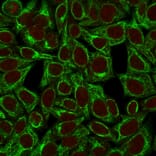 Immunofluorescence - Anti-Cytokeratin 8 Antibody [TS1] - BSA and Azide free (A252331) - Antibodies.com