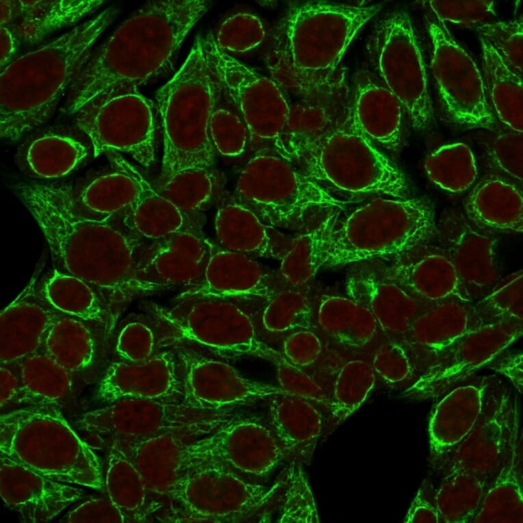 Immunofluorescence - Anti-Cytokeratin 8 Antibody [SPM192] - BSA and Azide free (A252331) - Antibodies.com