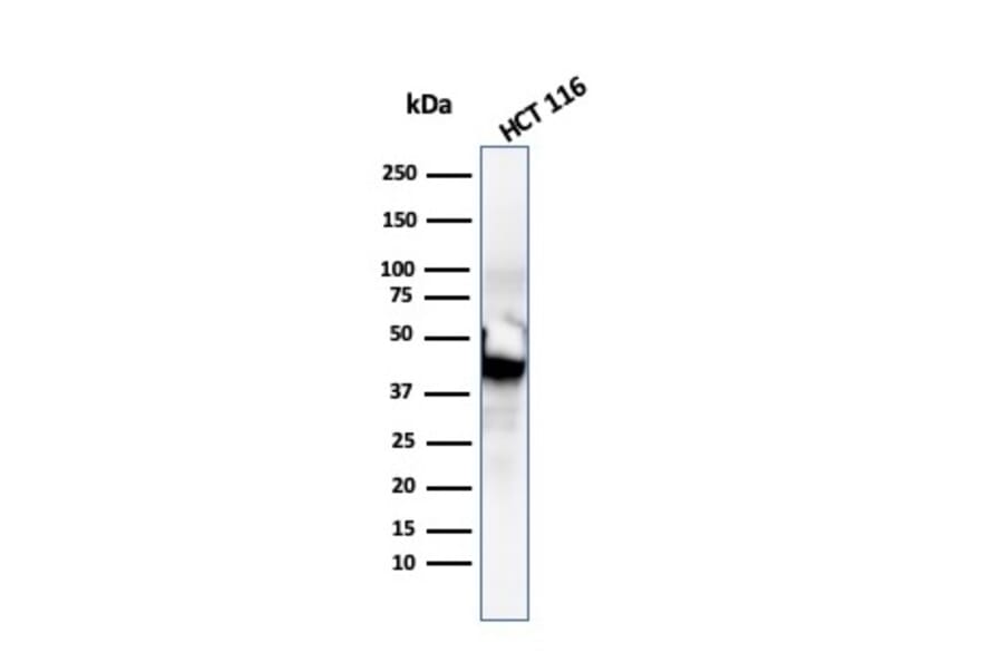 Western Blot - Anti-Cytokeratin 8 Antibody [SPM192] - BSA and Azide free (A252332) - Antibodies.com