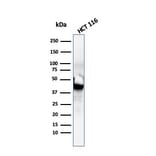 Western Blot - Anti-Cytokeratin 8 Antibody [SPM192] - BSA and Azide free (A252332) - Antibodies.com