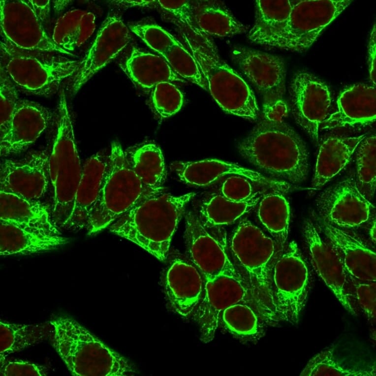 Immunofluorescence - Anti-Cytokeratin 8 Antibody [H1+TS1] - BSA and Azide free (A252333) - Antibodies.com