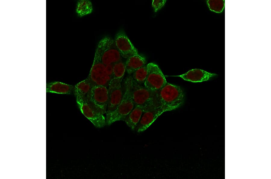Immunofluorescence - Anti-Cytokeratin 8 Antibody [H1+TS1] - BSA and Azide free (A252333) - Antibodies.com