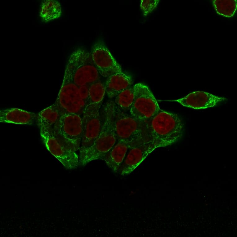 Immunofluorescence - Anti-Cytokeratin 8 Antibody [H1+TS1] - BSA and Azide free (A252333) - Antibodies.com