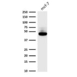 Western Blot - Anti-Cytokeratin 8 Antibody [C-43] - BSA and Azide free (A252334) - Antibodies.com