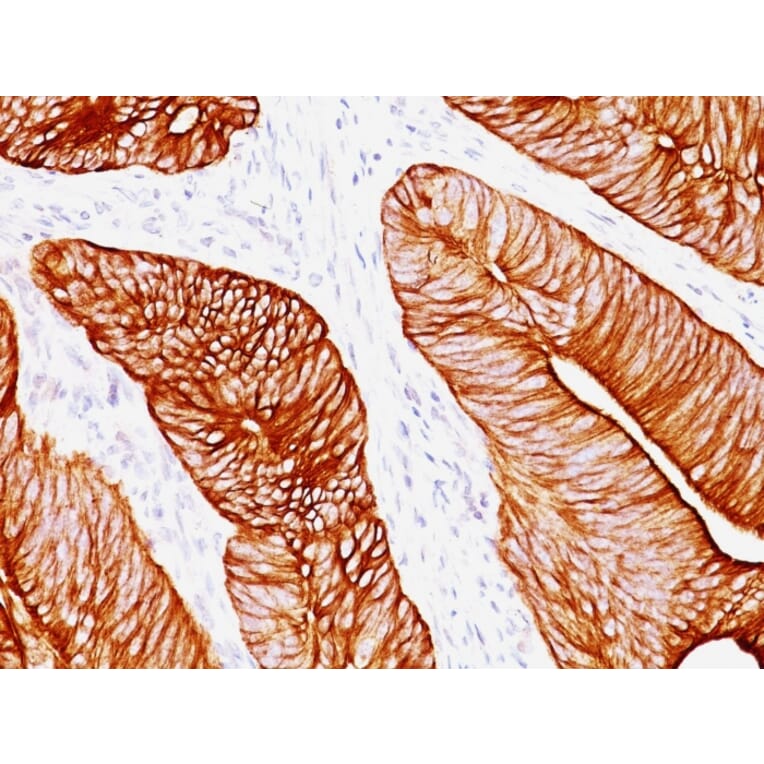 Immunohistochemistry - Anti-Cytokeratin 8 Antibody [K8.8] - BSA and Azide free (A252335) - Antibodies.com