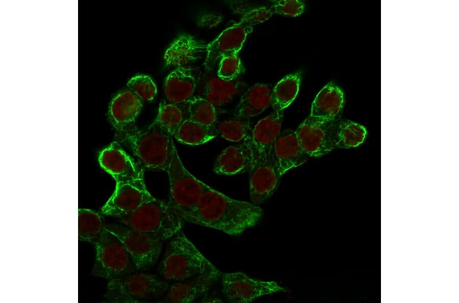 Immunofluorescence - Anti-Cytokeratin 8 Antibody [K8.8] - BSA and Azide free (A252335) - Antibodies.com