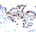 Immunohistochemistry - Anti-Cytokeratin 8 Antibody [KRT8/803] - BSA and Azide free (A252335) - Antibodies.com