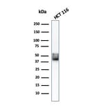 Western Blot - Anti-Cytokeratin 8 Antibody [KRT8/803] - BSA and Azide free (A252336) - Antibodies.com