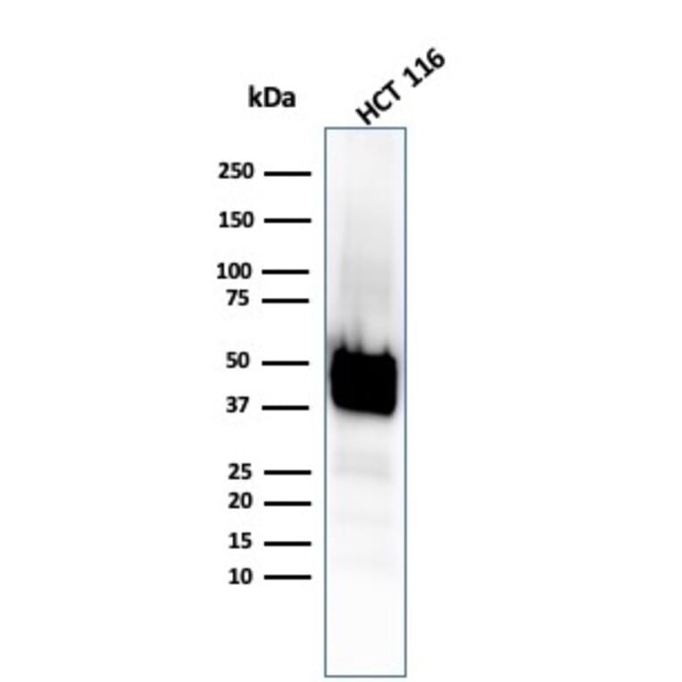 Western Blot - Anti-Cytokeratin 8 Antibody [KRT8/4067R] - BSA and Azide free (A252338) - Antibodies.com