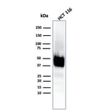 Western Blot - Anti-Cytokeratin 8 Antibody [KRT8/4067R] - BSA and Azide free (A252338) - Antibodies.com