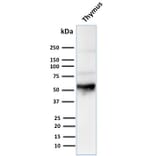 Western Blot - Anti-Cytokeratin 10 Antibody [LH2] - BSA and Azide free (A252339) - Antibodies.com