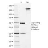 SDS-PAGE - Anti-Cytokeratin 10 Antibody [LH2] - BSA and Azide free (A252339) - Antibodies.com