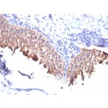 Immunohistochemistry - Anti-Cytokeratin 10 Antibody [SPM261] - BSA and Azide free (A252339) - Antibodies.com