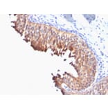 Immunohistochemistry - Anti-Cytokeratin 10 Antibody [DE-K10] - BSA and Azide free (A252341) - Antibodies.com