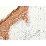 Immunohistochemistry - Anti-Cytokeratin 10 Antibody [KRT10/1948R] - BSA and Azide free (A252349) - Antibodies.com