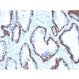 Immunohistochemistry - Anti-Cytokeratin 13 Antibody [KRT13/2659] - BSA and Azide free (A252351) - Antibodies.com