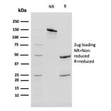 SDS-PAGE - Anti-Cytokeratin 13 Antibody [KRT13/2659] - BSA and Azide free (A252351) - Antibodies.com