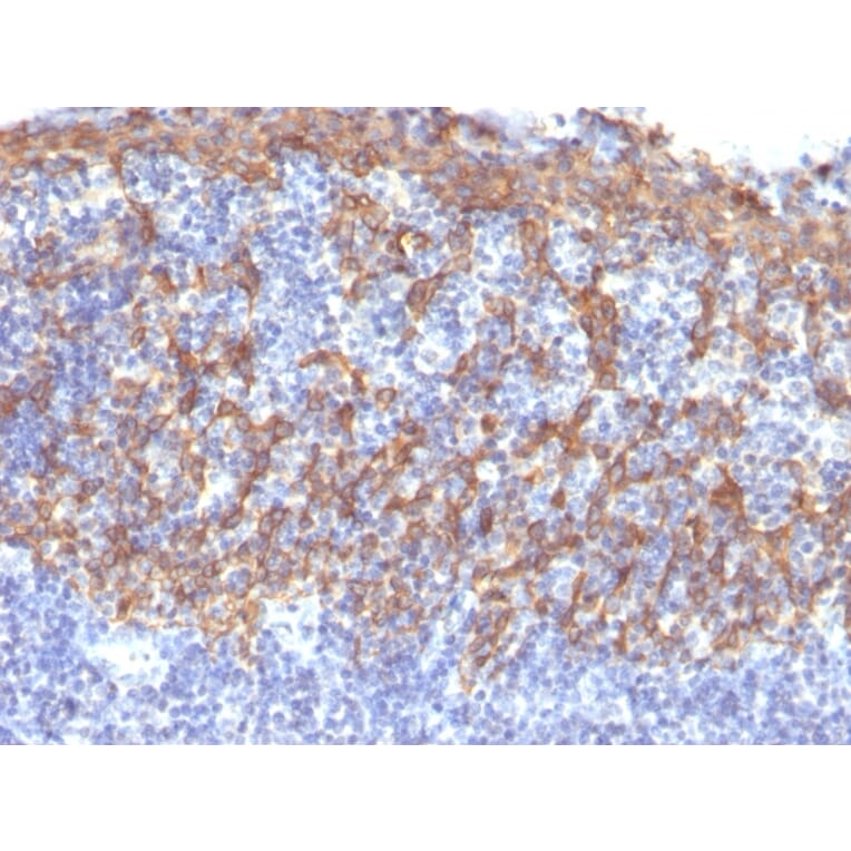 Immunohistochemistry - Anti-Cytokeratin 14 Antibody [LL002] - BSA and Azide free (A252353) - Antibodies.com