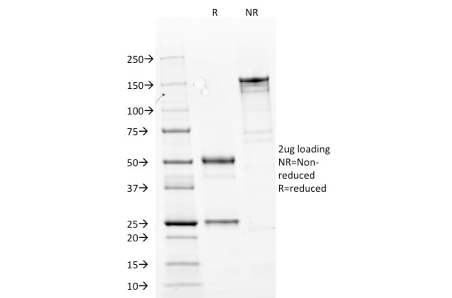 SDS-PAGE - Anti-Cytokeratin 14 Antibody [LL002] - BSA and Azide free (A252353) - Antibodies.com