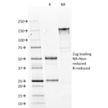SDS-PAGE - Anti-Cytokeratin 14 Antibody [LL002] - BSA and Azide free (A252353) - Antibodies.com
