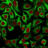 Immunofluorescence - Anti-Cytokeratin 14 Antibody [LL002] - BSA and Azide free (A252353) - Antibodies.com