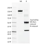 SDS-PAGE - Anti-Cytokeratin 15 Antibody [LHK15] - BSA and Azide free (A252356) - Antibodies.com