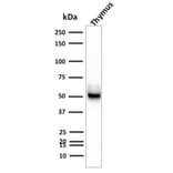 Western Blot - Anti-Cytokeratin 15 Antibody [KRT15/2957] - BSA and Azide free (A252360) - Antibodies.com