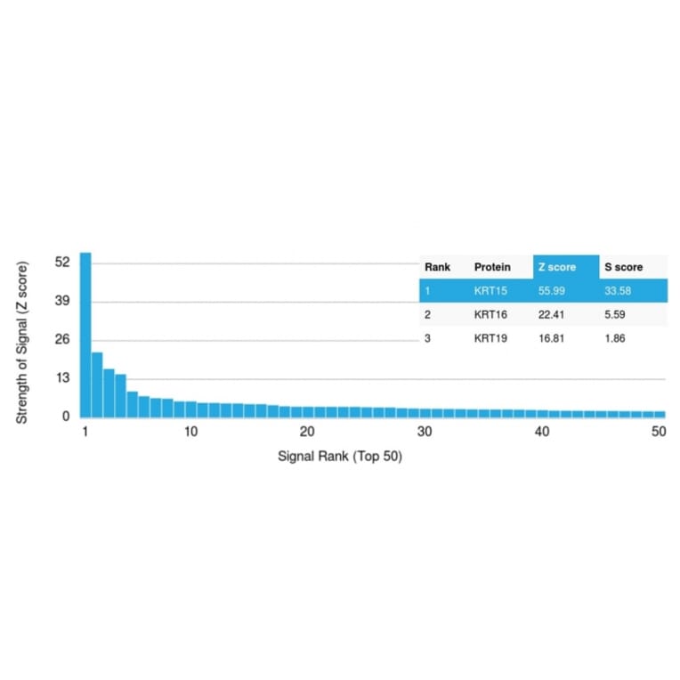 Protein Array - Anti-Cytokeratin 15 Antibody [KRT15/2957] - BSA and Azide free (A252359) - Antibodies.com