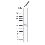 Western Blot - Anti-Cytokeratin 15 Antibody [KRT15/2958] - BSA and Azide free (A252361) - Antibodies.com