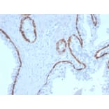 Immunohistochemistry - Anti-Cytokeratin 15 Antibody [KRT15/2958] - BSA and Azide free (A252361) - Antibodies.com