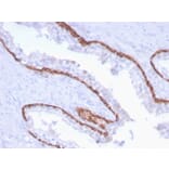 Immunohistochemistry - Anti-Cytokeratin 15 Antibody [KRT15/2959] - BSA and Azide free (A252362) - Antibodies.com