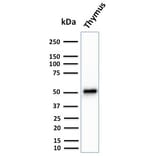 Western Blot - Anti-Cytokeratin 15 Antibody [KRT15/2959] - BSA and Azide free (A252362) - Antibodies.com