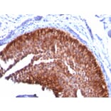 Immunohistochemistry - Anti-Cytokeratin 17 Antibody [KRT17/778] - BSA and Azide free (A252370) - Antibodies.com