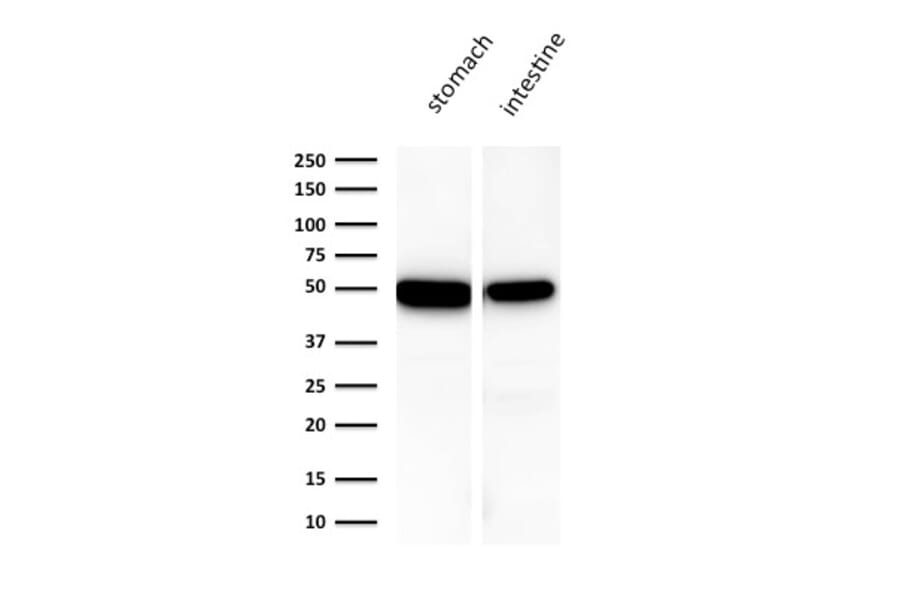 Western Blot - Anti-Cytokeratin 18 Antibody [KRT18/1190] - BSA and Azide free (A252372) - Antibodies.com